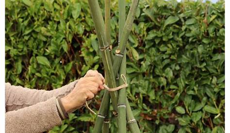 Fabriquer Tuteur Tomate Bambou s 6 Manières De Bien Les er Treillis Diy