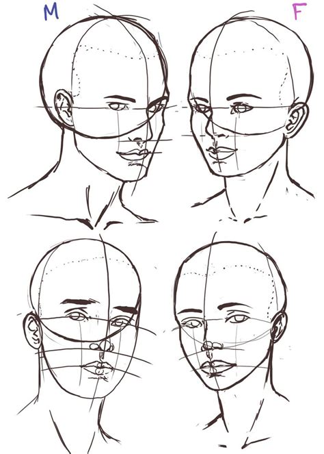 Face Anatomy Drawing Reference