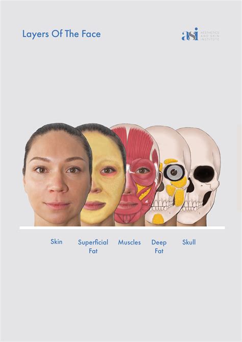 Face Anatomy Layers