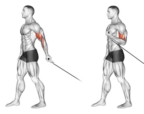How to Facing Away Cable Biceps Curl YouTube