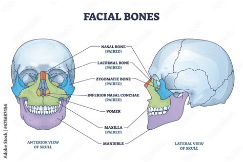 Face Bones Drawing