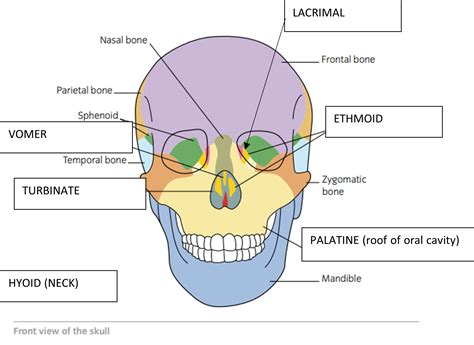 Face Bones Images
