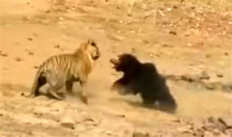 face off between tiger and bear