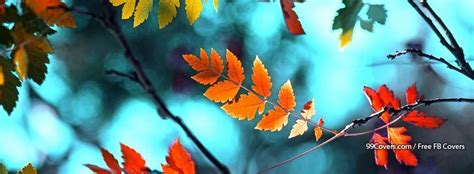 Facebook Covers Fall Leaves
