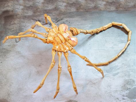 Facehugger Spider
