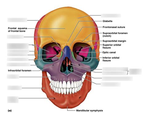 Facial Bones Anterior View