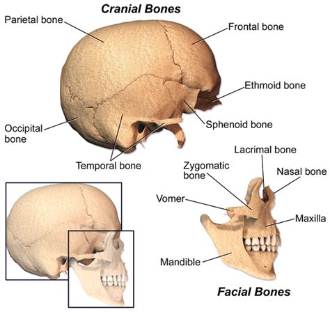 Facial Bones Classification