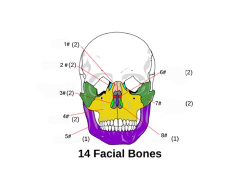 Facial Bones Matching Game