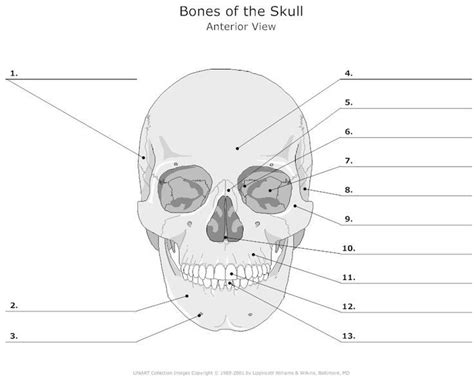 Facial Bones Unlabeled
