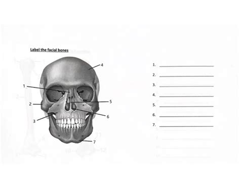 Facial Bones Worksheet
