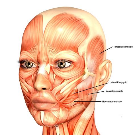 facial muscles and cheeks