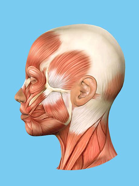 facial muscles side view