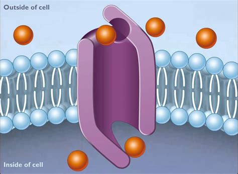 facilitated diffusion animation