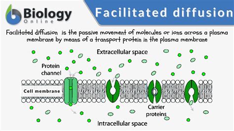 facilitated diffusion definition biology easy