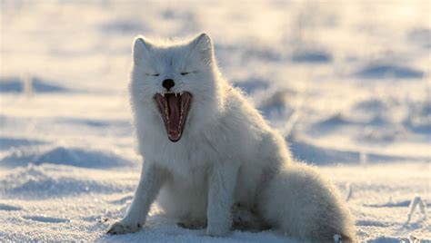 fact about arctic fox