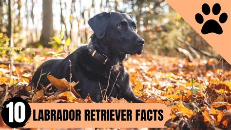 Fact About Labrador