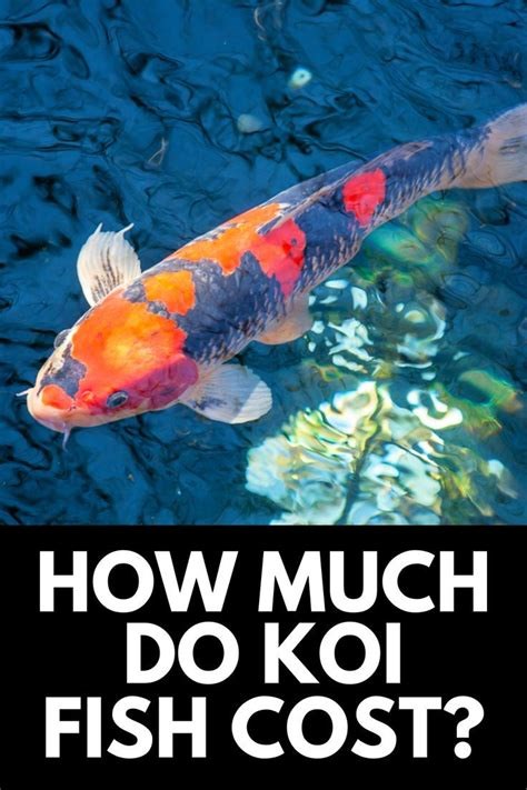factors that determine cost of koi fish