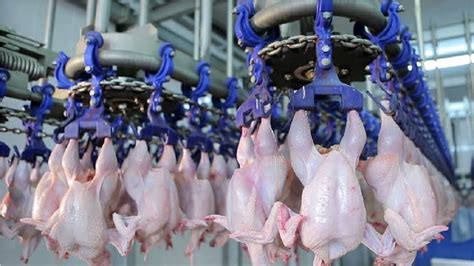 Factory Chicken Processing