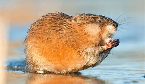 The Common Muskrat | Learn about Nature 📔 - YouTube