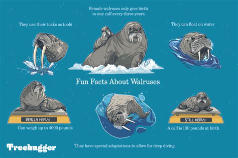 facts about a walrus