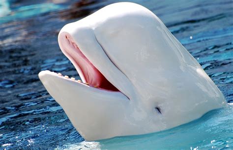 facts about beluga whales
