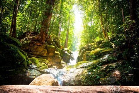facts about borneo rainforest
