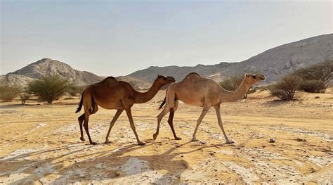 facts about camels in the uae