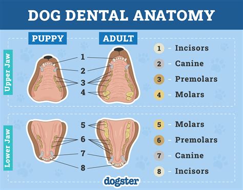facts about canines