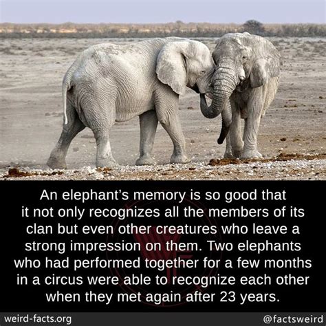 facts about elephants memory