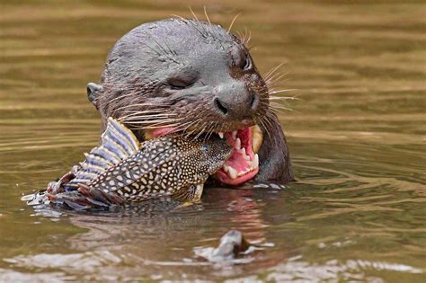 facts about giant river otters