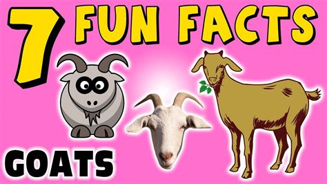 facts about goats for children