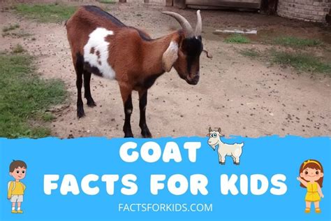 facts about goats for kids