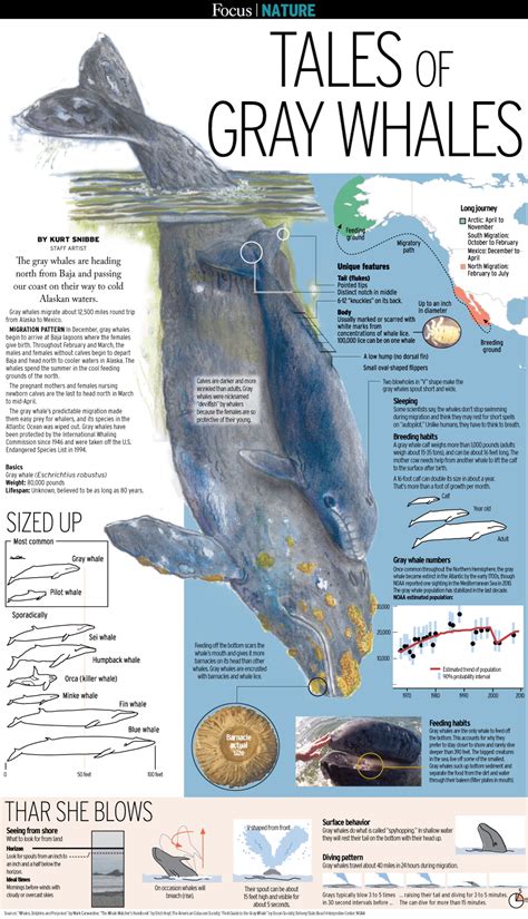 facts about gray whales