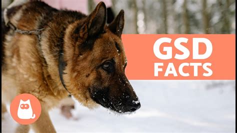 facts about gsd
