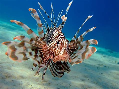 facts about lionfish for kids