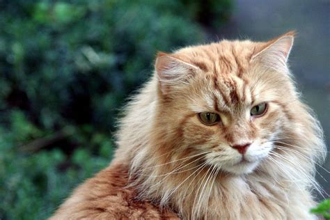 facts about maine coon cats