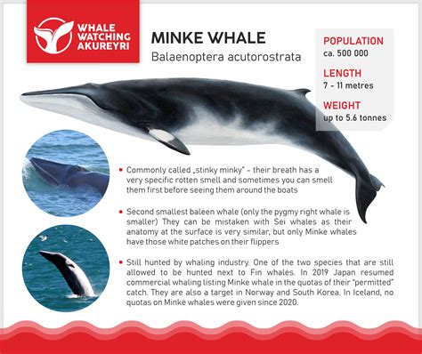 facts about minke whales