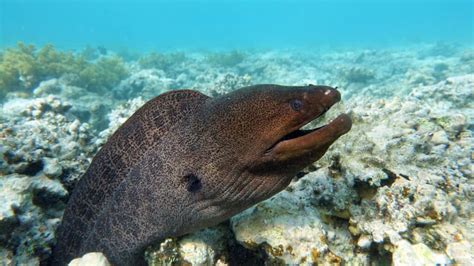 facts about moray eel
