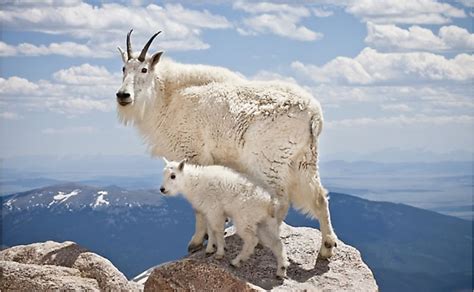 facts about mountain goats