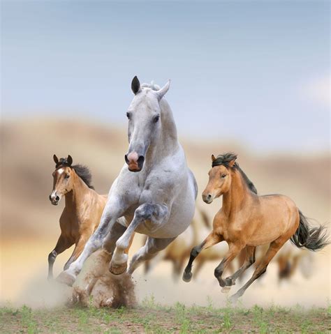 facts about mustang horses