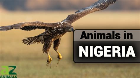 facts about nigerian animals