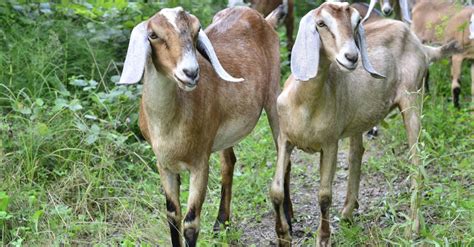 facts about nubian goats