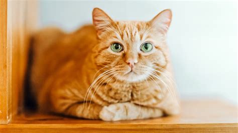 facts about orange cats