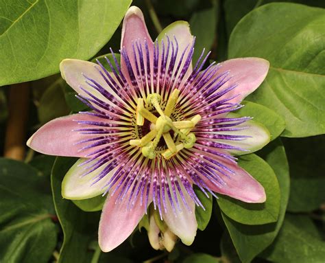 facts about passion flowers