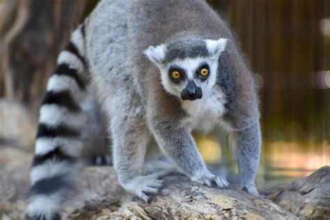 Facts About Ringtail Lemurs