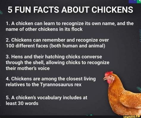 facts about roosters for kids