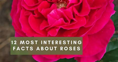 Facts About Roses: Garden Secrets Uncovered