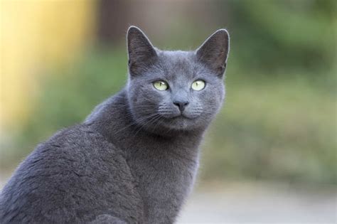 facts about russian blue cats