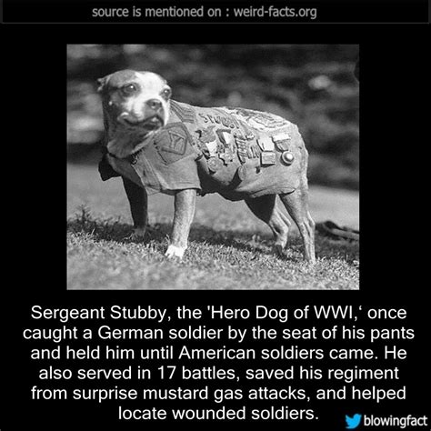 facts about stubby the war dog
