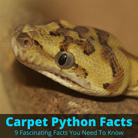 Facts About The Carpet Python
